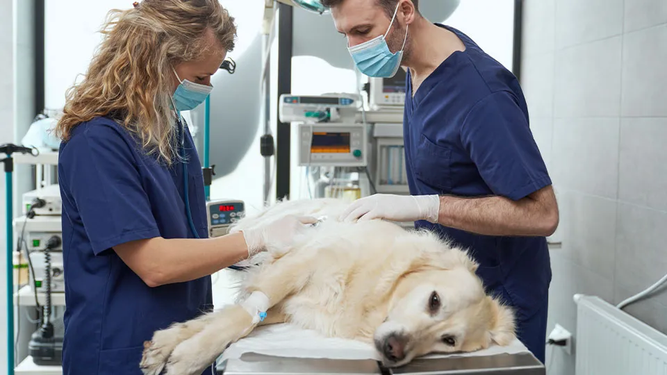 Cirurgia Veterinária: Abordagem Abrangente em Cães e Gatos